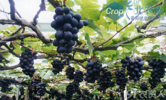 3_195130_2702212c1c769cd.jpg?252