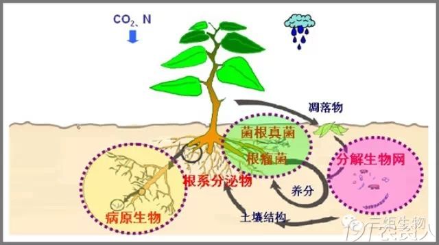 用微生物肥料 微生物肥料除供应养分外,还可调节植物根系的微生态