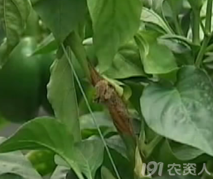 辣椒灰霉病科学防治