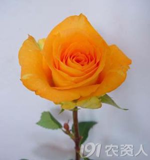 3_187067_67936e1875e8635.jpg?66
