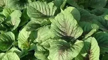 婆婆丁是苦菜吗 300_200499_88818354cdf02ce.jpg?25