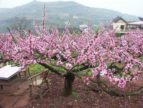 春季桃树管理要点