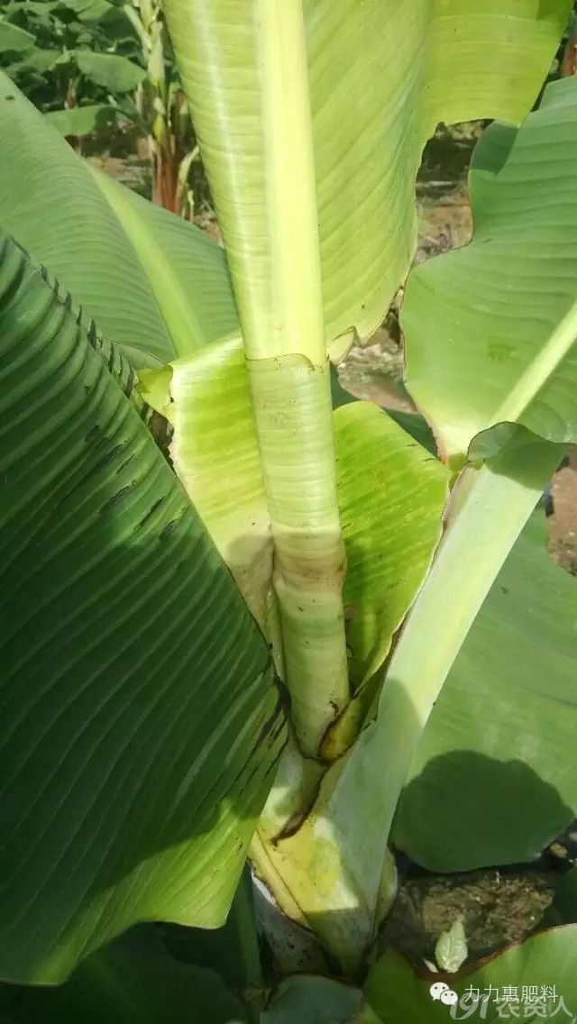 技术干货:香蕉花叶心腐病防治