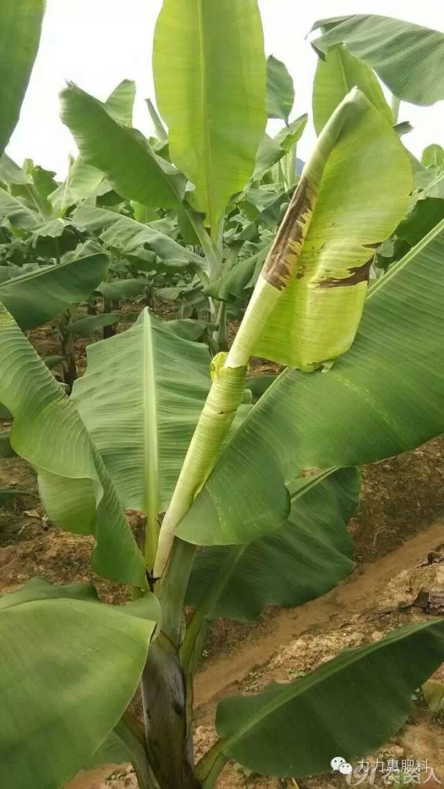 技术干货:香蕉花叶心腐病防治