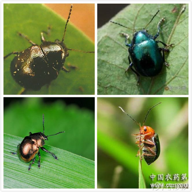 甘薯虫害整理二