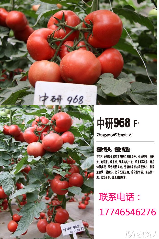 番茄越夏品种——中研968f1