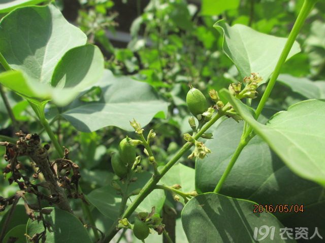 【知客】丁香花,果