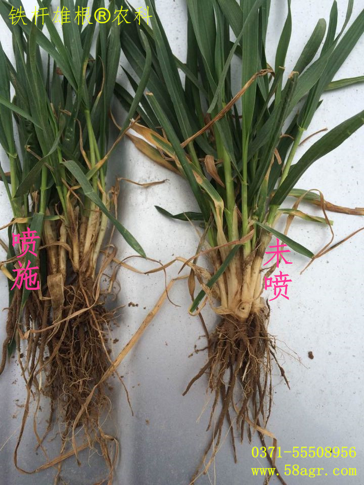 铁杆雄根03天时 增产神器在小麦示范上效果显著