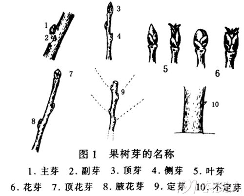 必须知道的苹果树花芽和叶芽的区别