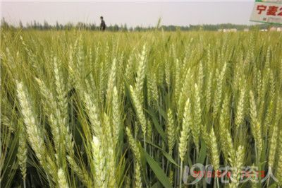 小麦品好品种宁麦22