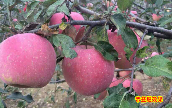 366_200989_469115e5a2b0e29.jpg?223