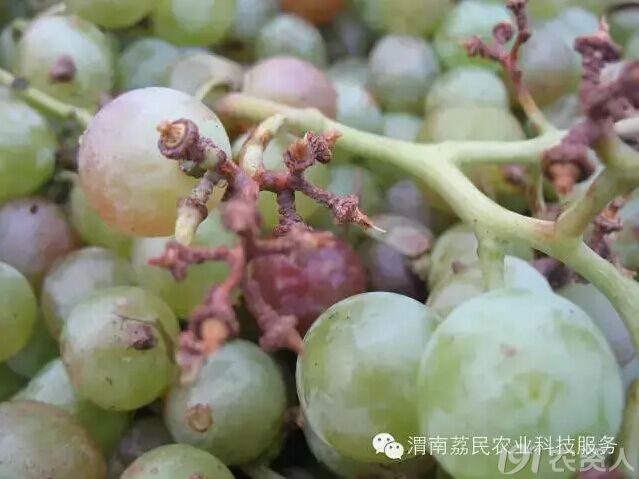 葡萄转色病抑或葡萄溃疡病?
