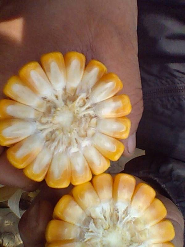 (韩俊强博客):黄淮海夏播玉米的红轴和白轴之争