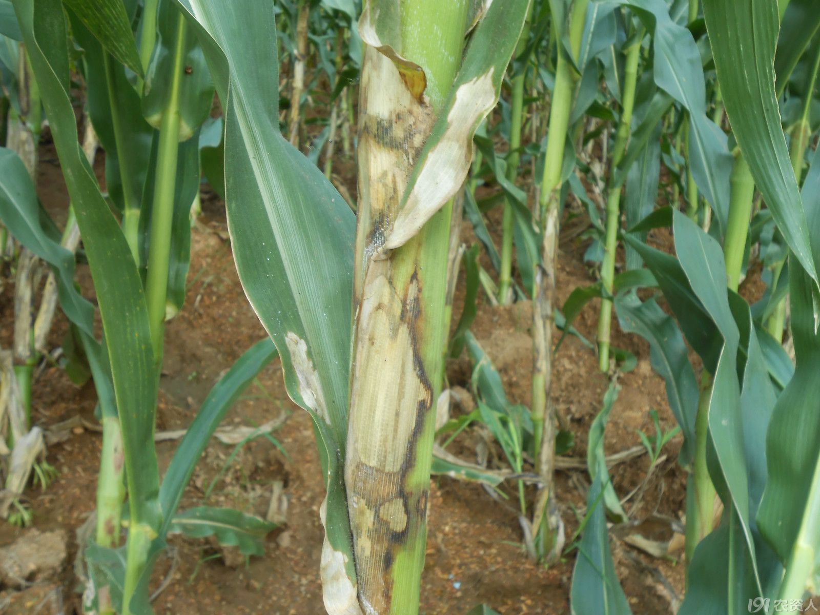 玉米弯孢霉叶斑病-粮棉油作物病虫-图片