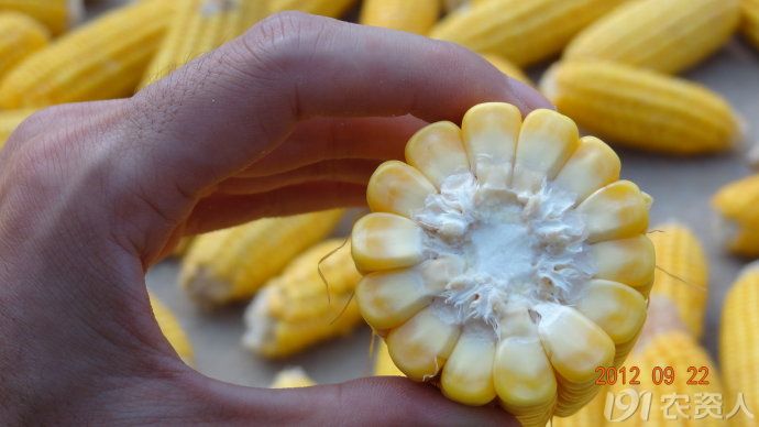 (韩俊强博客)黄淮海夏播玉米品种的红轴和白轴