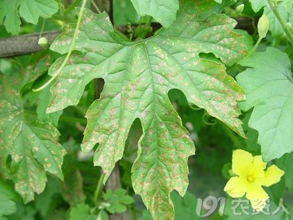 植保技术 苦瓜霜霉病怎么办      主要为害叶片.