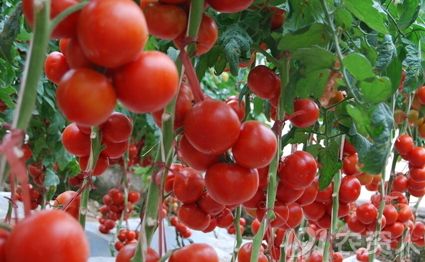 番茄细菌性褐斑病的发生与防治
