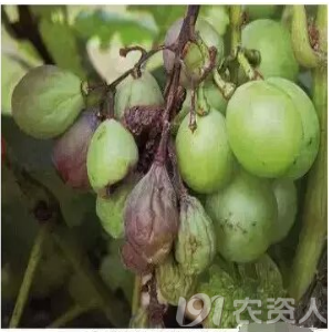 葡萄病害