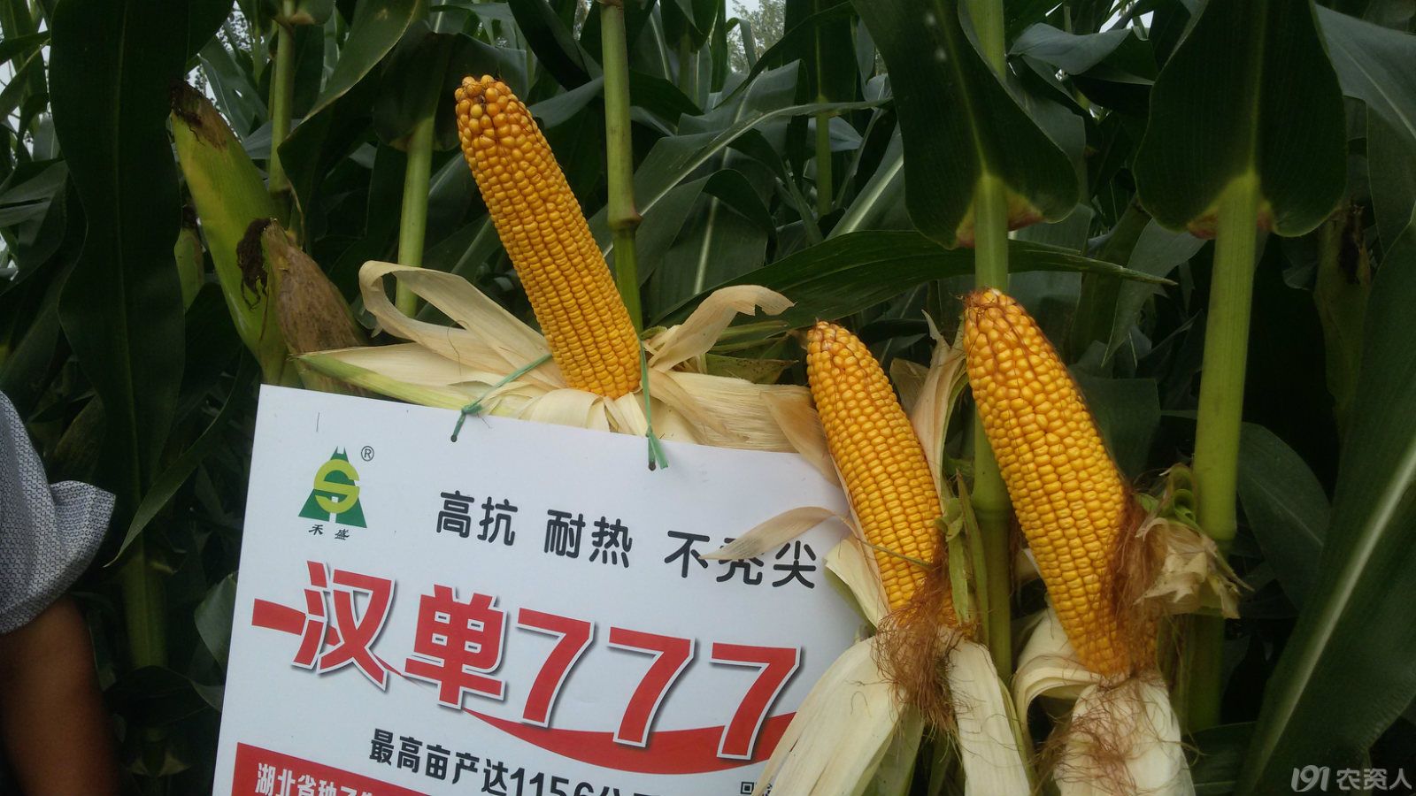 2015年汉单777玉米种优异表现