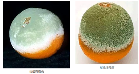[果树]柑橘贮藏期常见病害及预防方法