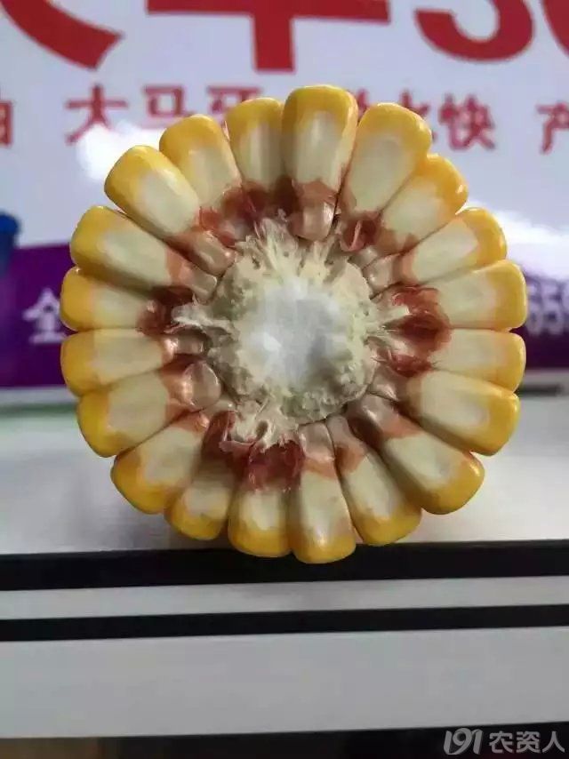 精品红轴玉米种——鼎优大丰30
