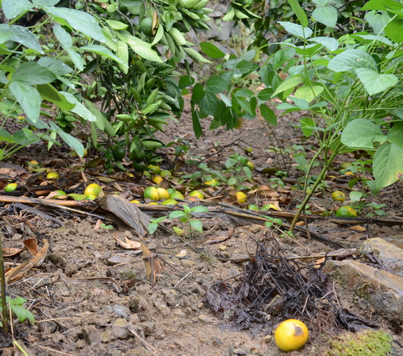 艾德收水溶肥告诉你柑橘采前落果原因及防治方法