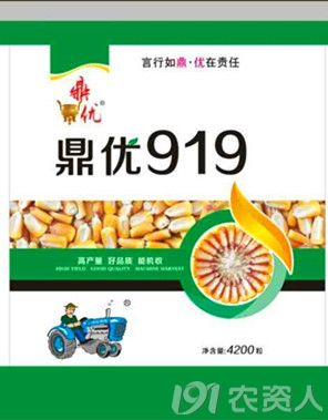 又一红轴精品玉米横空出世鼎优919