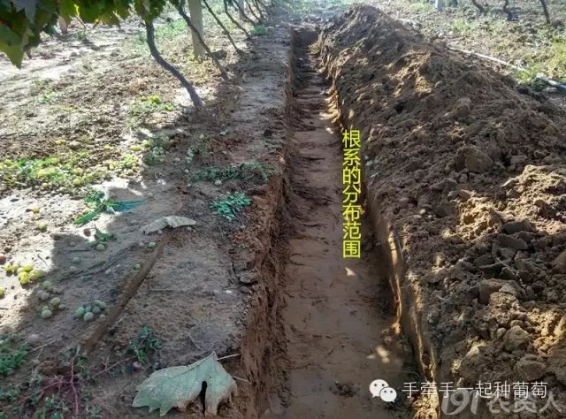 葡萄栽培学基础——根系