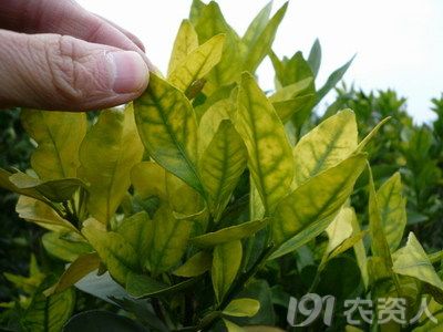 柑橘病害防治4-黄龙病防控方法