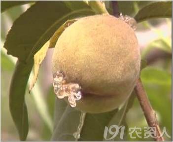 果树食心虫(三)——桃蛀螟