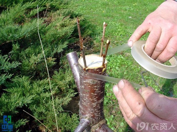 植物生长调节剂在花卉无性繁殖中的嫁接