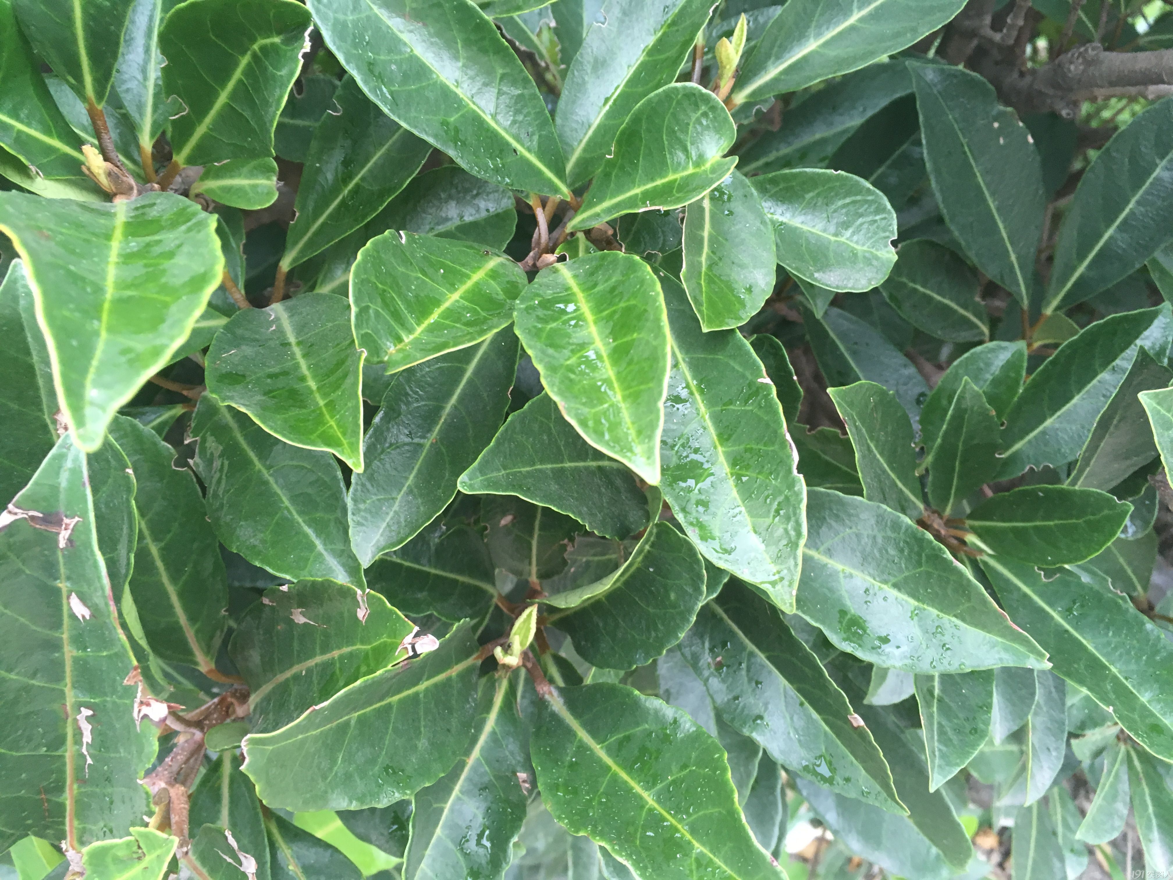 【知客】法国冬青(忍冬科)