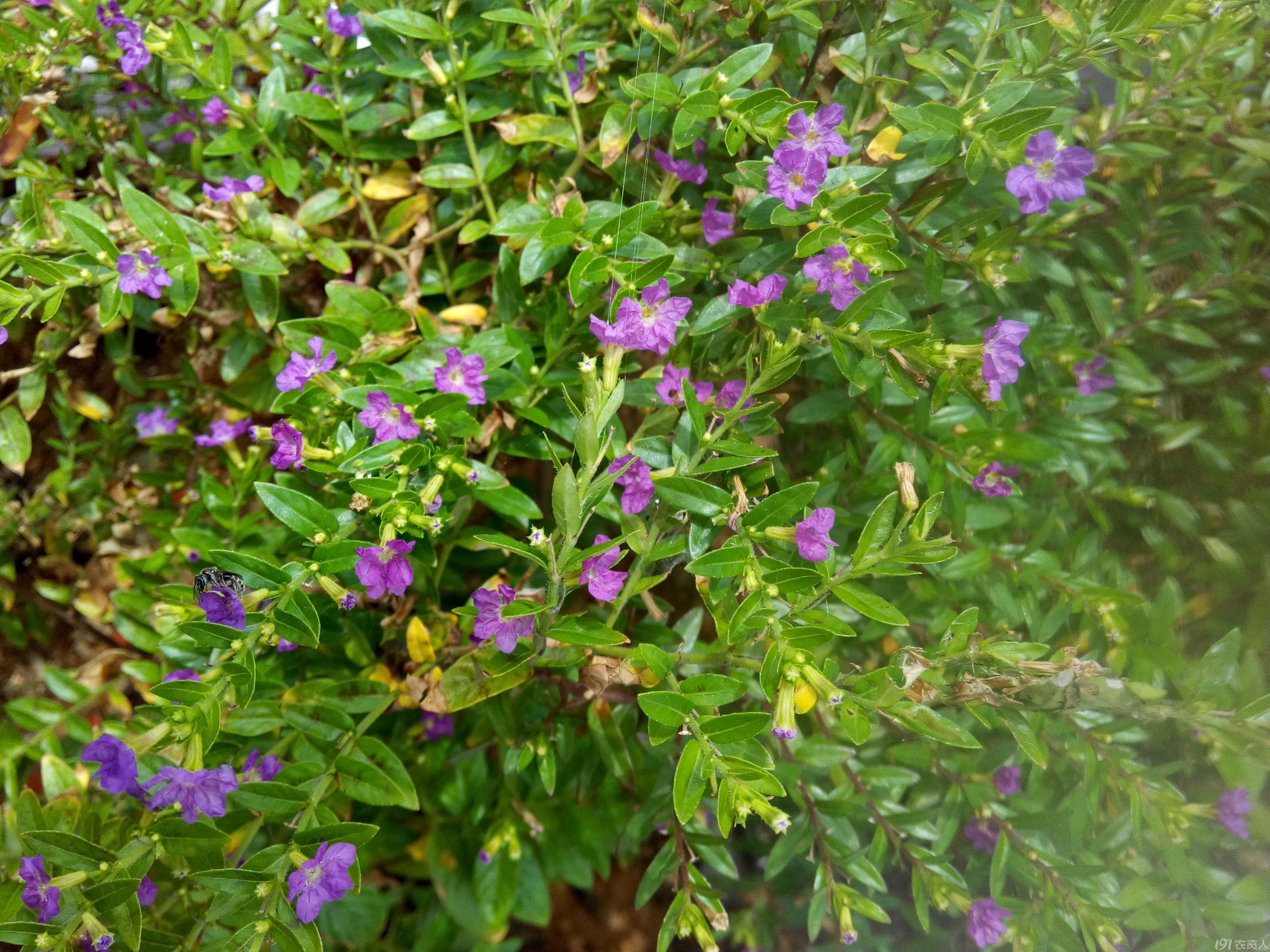 粉绿植物娇嫩盛开的紫色小花鲜花植物背景图片下载 - 觅知网