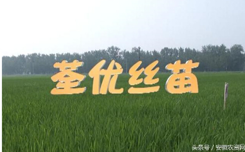 荃优丝苗荃优丝苗引发的爆炸效应