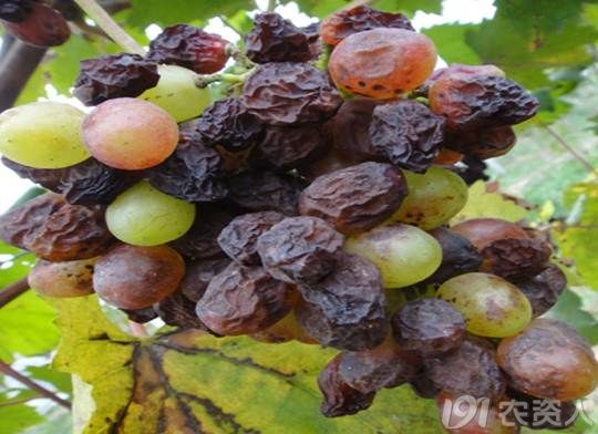 葡萄酸腐病果实在植株上受到危害状,如图