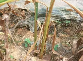 从外至内腐烂,姜瘟病是从嫩芽处或根部传染,姜块一开始没有腐烂症状