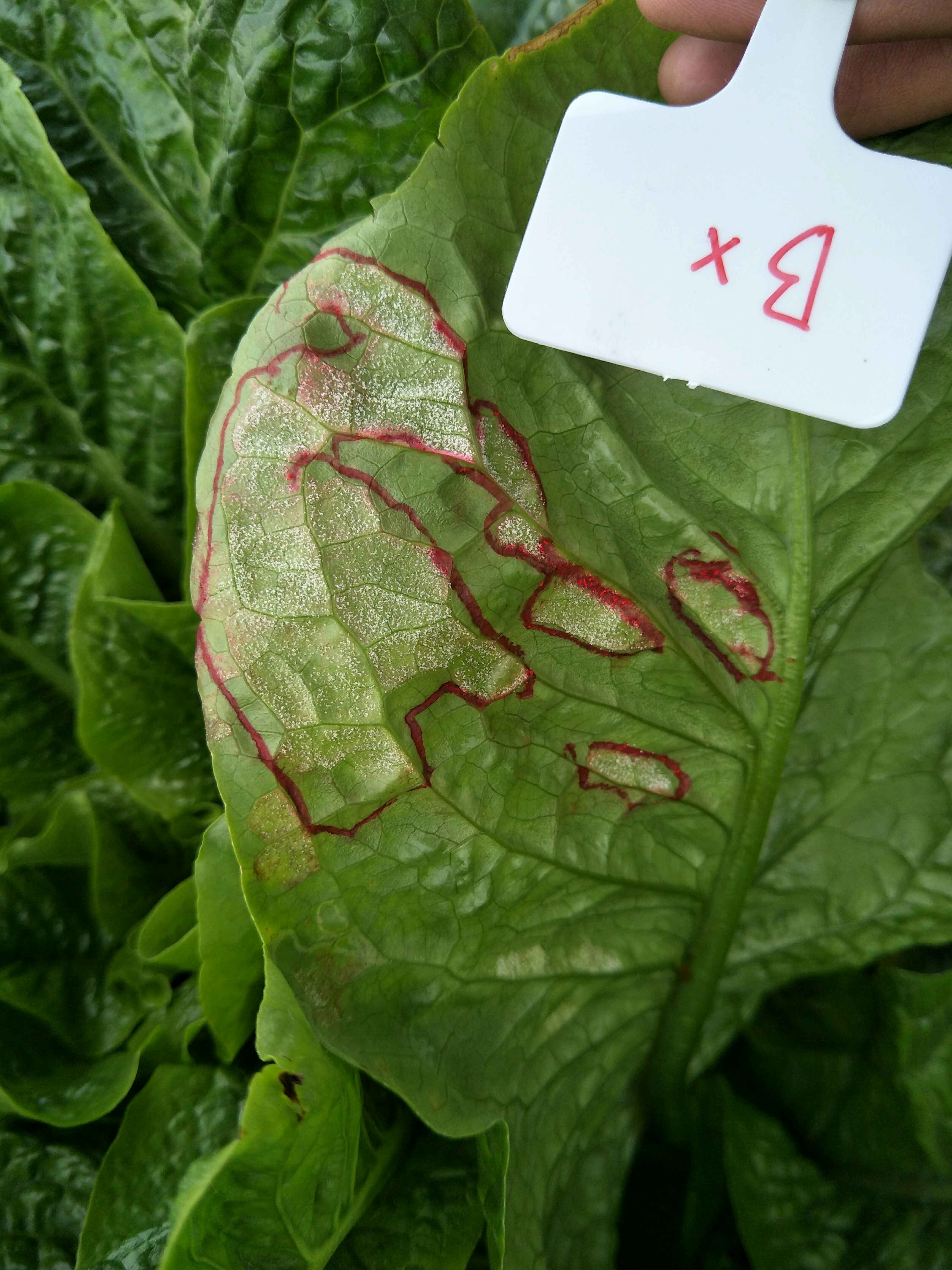 莴苣病毒病-绿色食品蔬菜病虫害防治-图片
