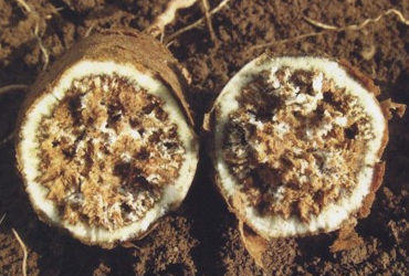据了解,马铃薯线虫主要通过病苗,病土,水,农具等方式传播.