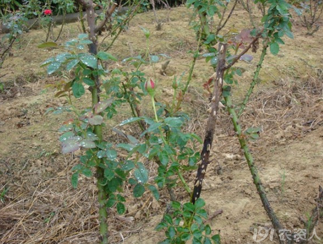 月季病害高清图谱