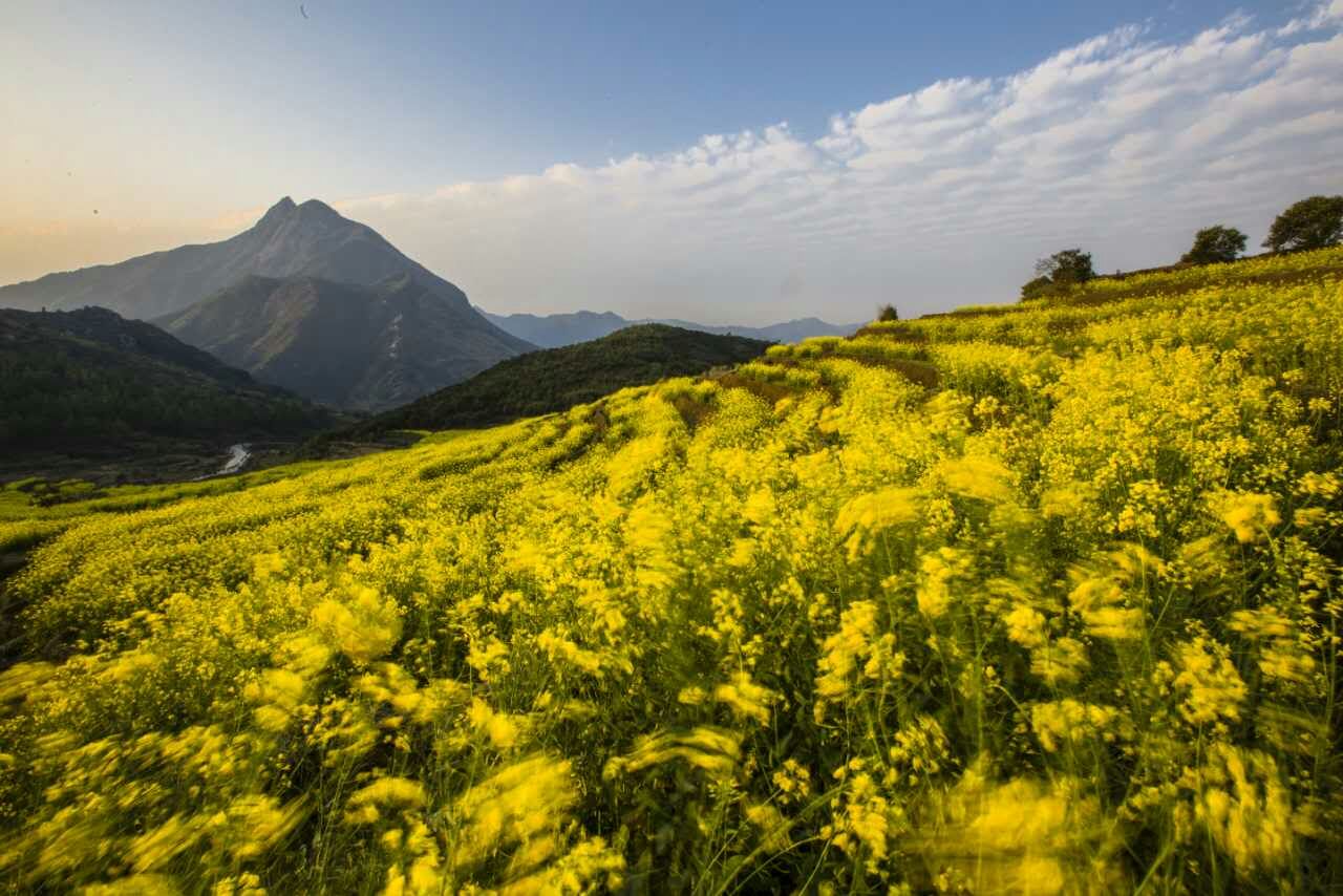 【3月】五律 油菜花