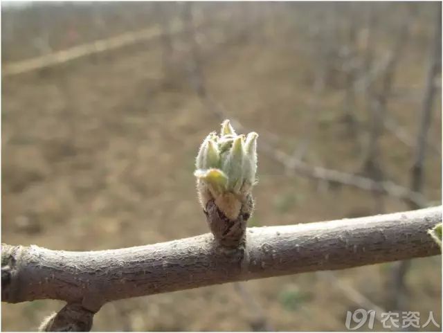 55张清晰大图记录苹果树发芽到开花全过程