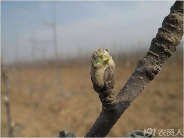 55张清晰大图记录苹果树发芽到开花全过程