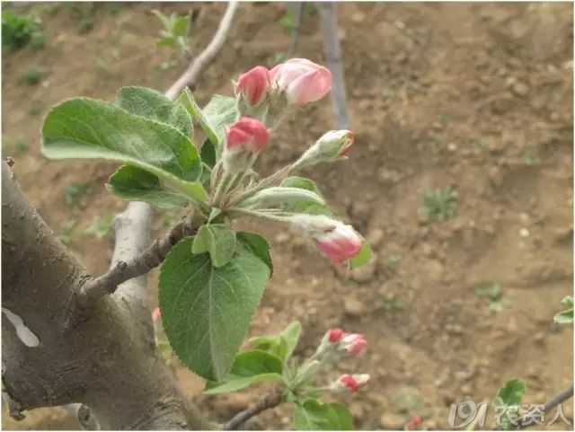 55张清晰大图记录苹果树发芽到开花全过程