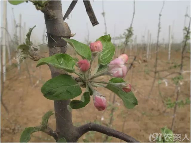 55张清晰大图记录苹果树发芽到开花全过程