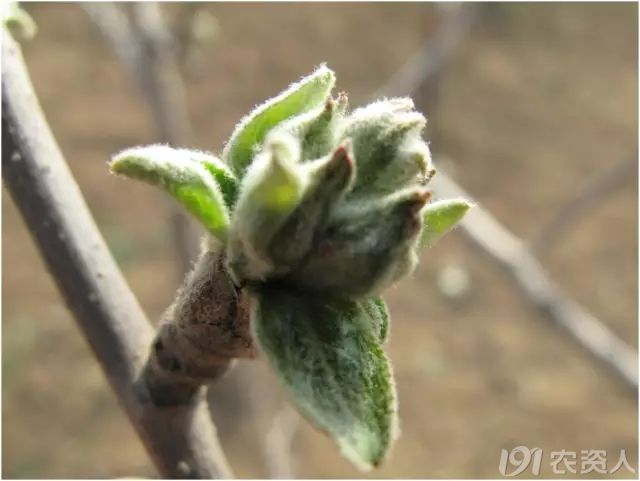 55张清晰大图记录苹果树发芽到开花全过程