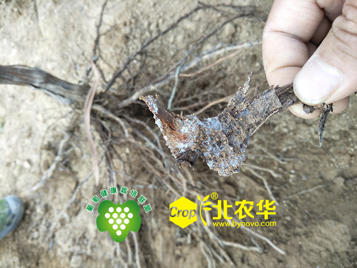 葡萄突发性萎蔫大部分问题在根上!