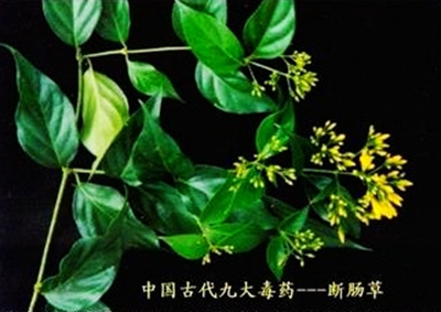 【知客】断肠草(钩吻)