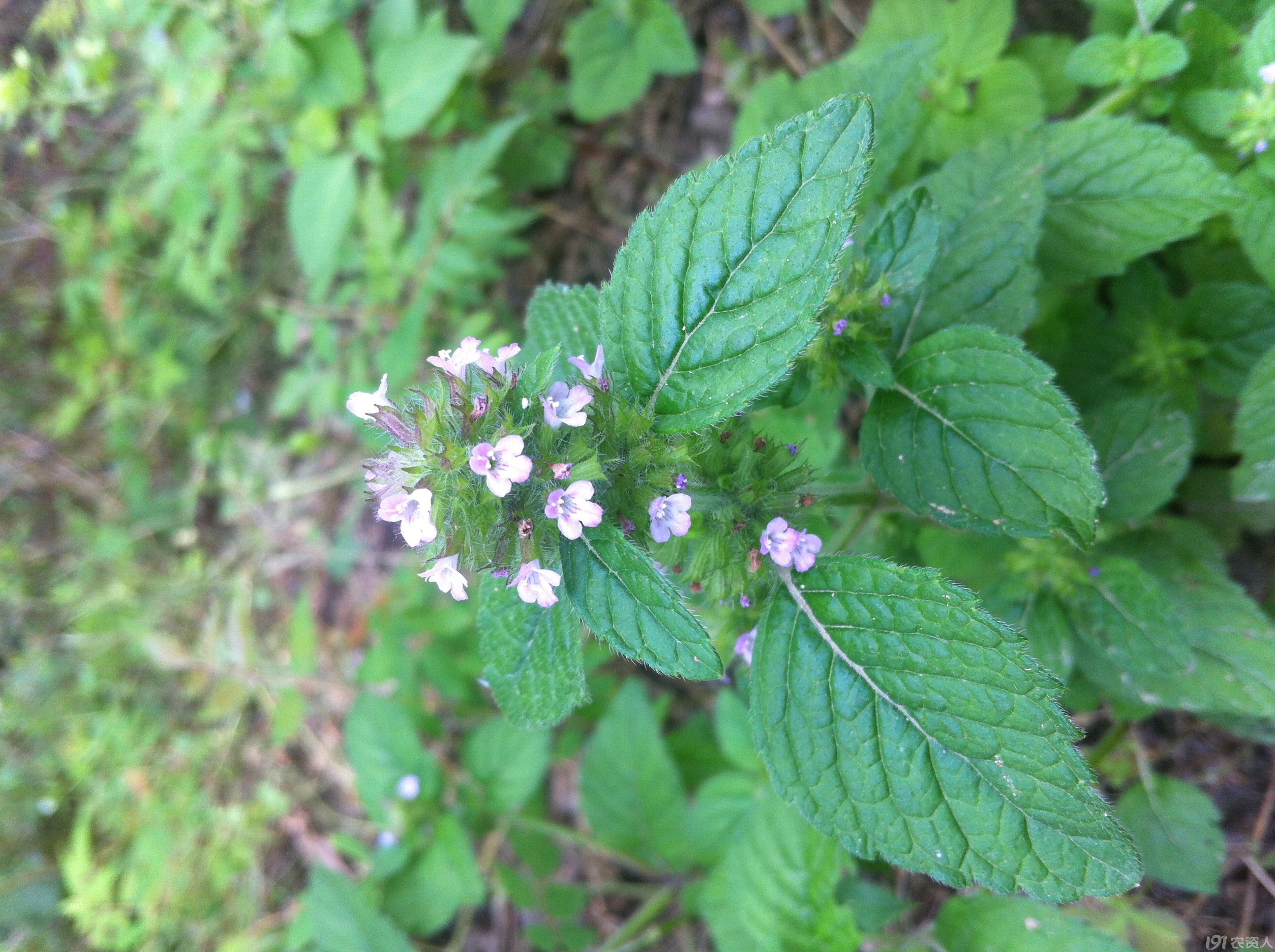 给大家介绍一个鉴别植物的app 形色非常不错