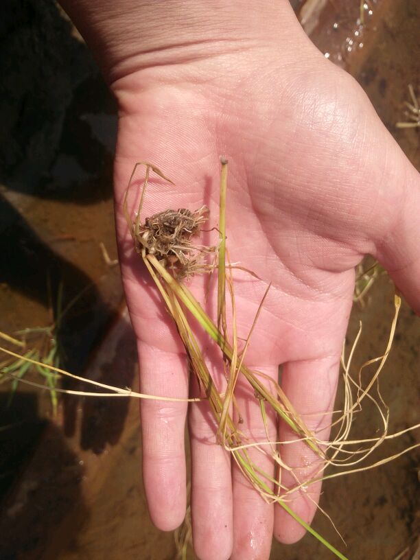 刚载稻苗有5天了现在稻苗发黄 特别蔫  干 感觉