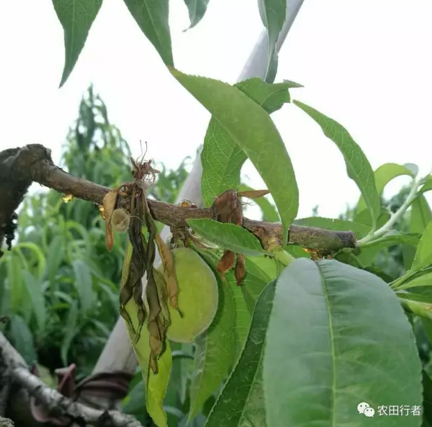 桃树的这种病害越来越严重了!